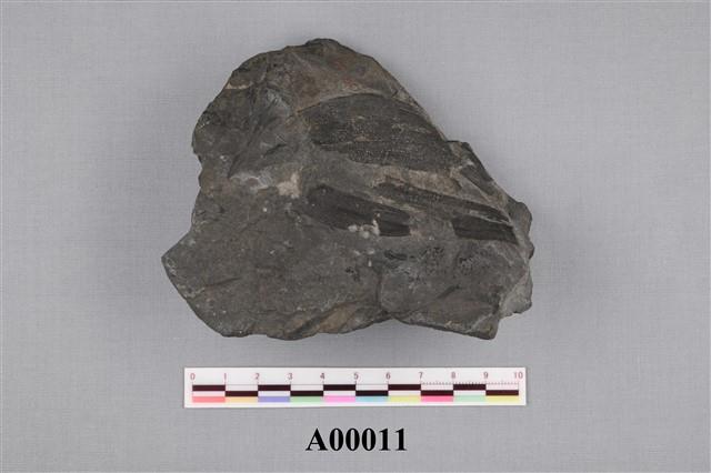 植物化石藏品圖，第1張